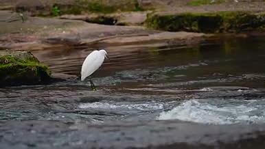 实拍水中行走的白鹭高清视频视频的预览图